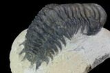 Bargain, Crotalocephalina Trilobite - Foum Zguid, Morocco #92341-4